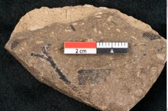 Foto (Detailansicht) von Callitris brongniartii Endl. (NHMW-GEO-2024-0188-8219)
